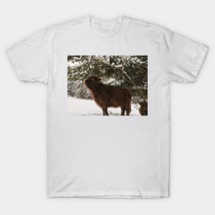 Scottish Highland Cattle Calf 1909 T-Shirt